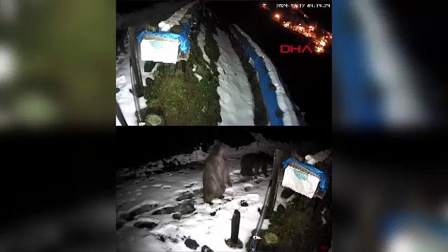 Kış uykusuna yatmayan ayılar bal peşinde!