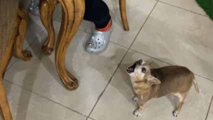 Chihuahua screams for his mom to comfort him during his anxiety crisis
