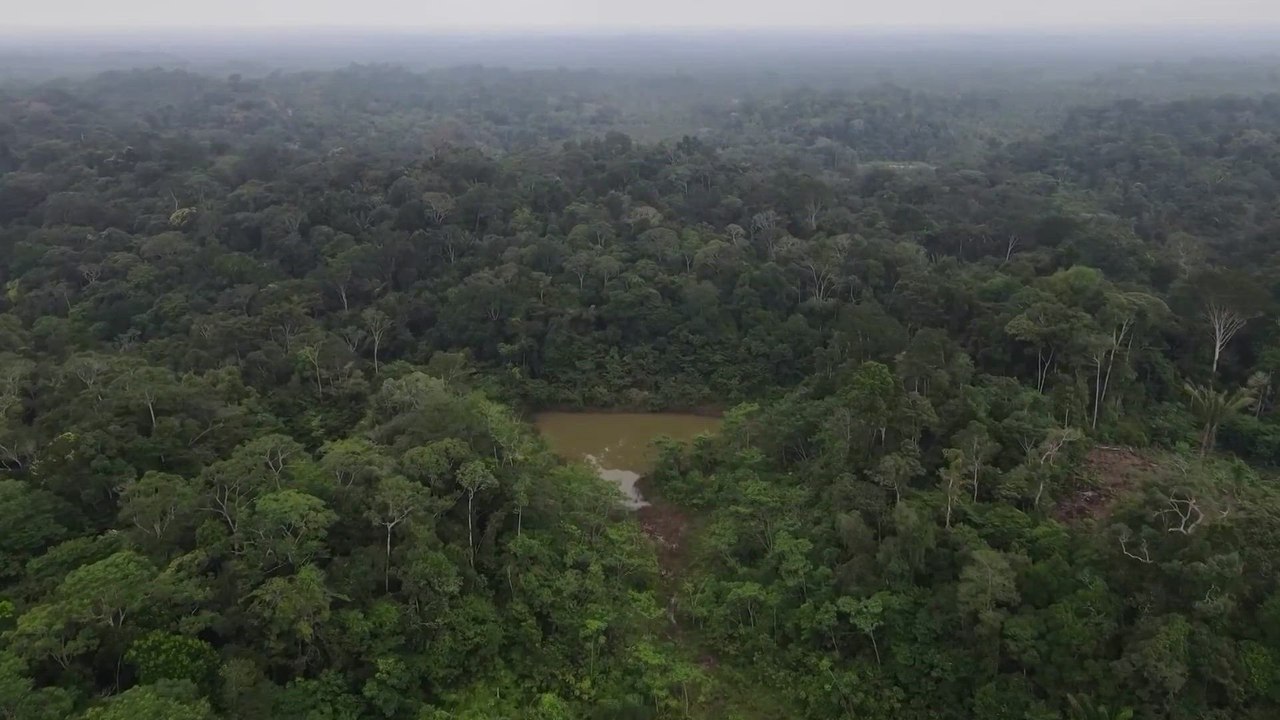 Científicos descubren 27 nuevas especies en la Amazonia peruana