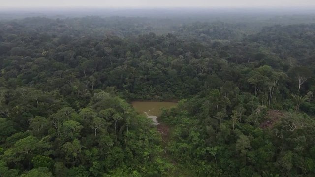Científicos descubren 27 nuevas especies en la Amazonia peruana