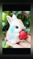 Bunny eating strawberry | bunny