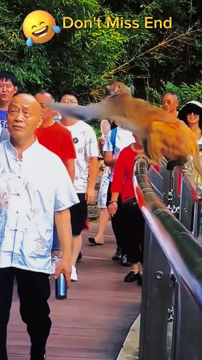 Monkey funny video