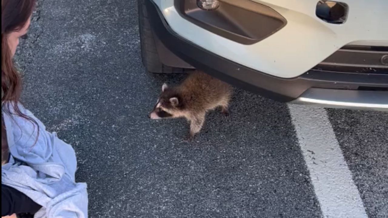 Anxious raccoon crying for his mom finds help from compassionate woman ...