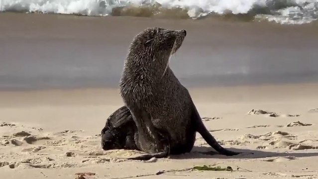 Brasil: Visita inesperada, un Lobo marino es captado en las playas de Ipanema