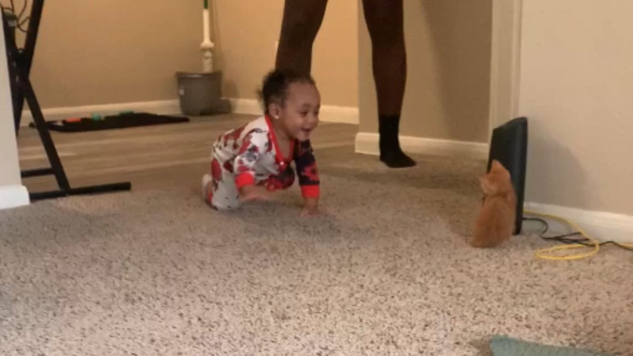 Baby girl crawls toward kitten and gently taps her hands against its paws