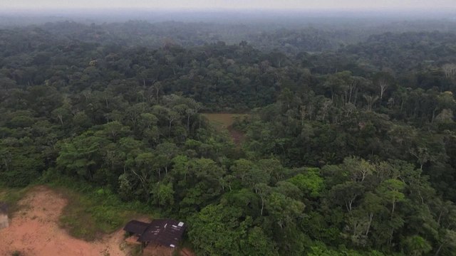 Scientists unveil 27 new species in the Peruvian Amazon