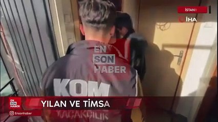 Beykoz’da baskın yapılan evde Nil timsahı, anakonda yılanı ele geçirildi