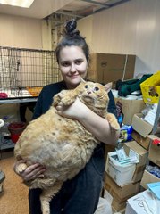 Tragic End for World's Heaviest Cat Due to Heart Disease 💔