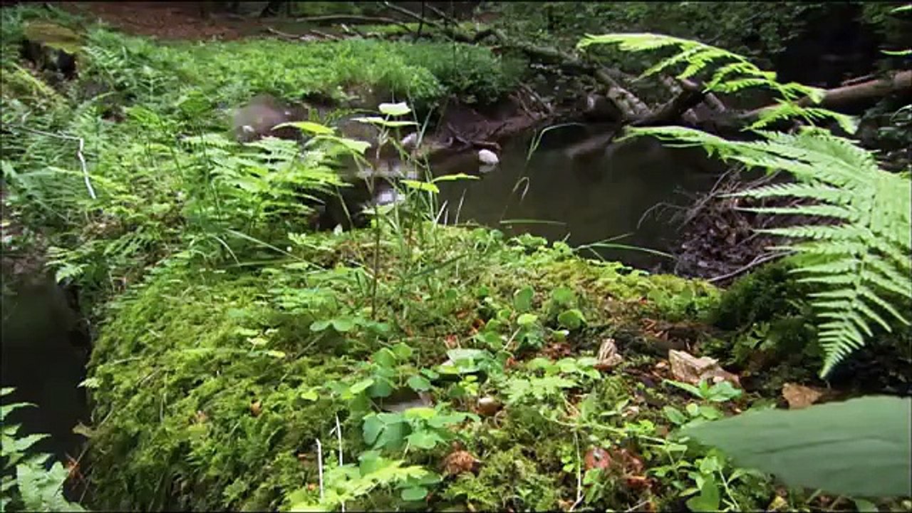 Raccoons - The New Europeans _ Animal Documentary