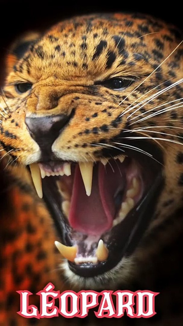 ⁣Majestic Léopards: Nature's Wild Wonders
