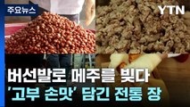 [청년농부] 버선발로 메주를 빚다...'고부 손맛' 담긴 전통 장 / YTN