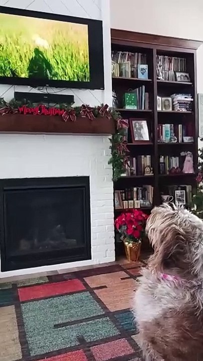 Willow watches videos