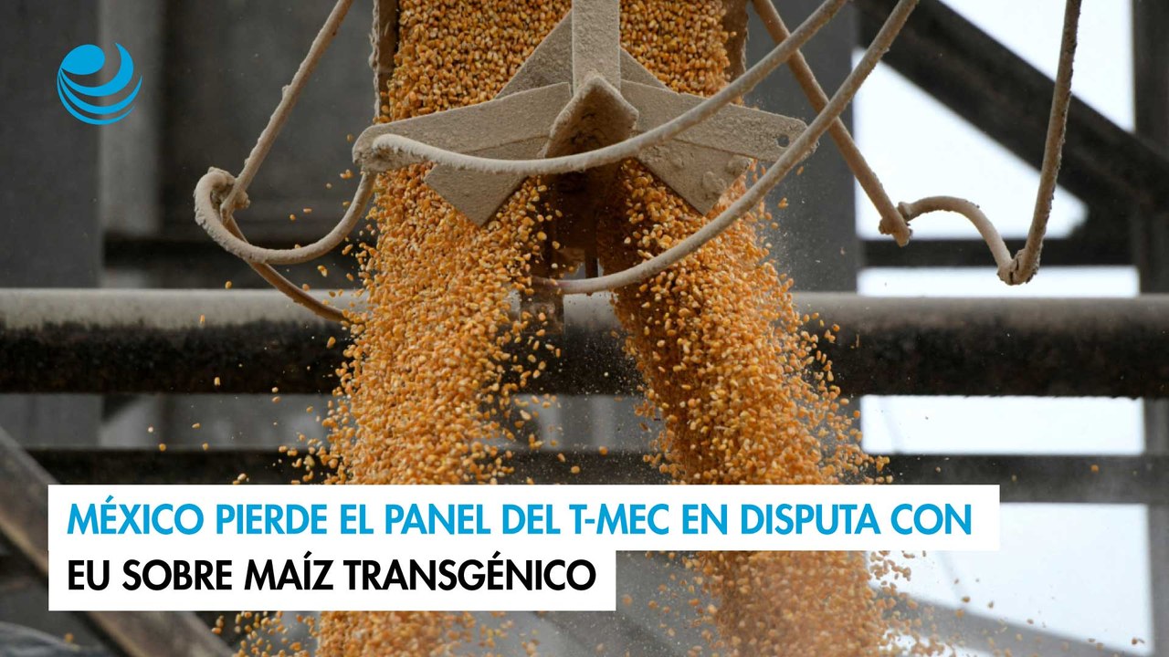 México pierde el panel del T-MEC en disputa con EU sobre maíz transgénico