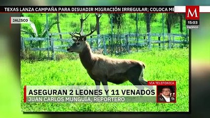 Autoridades federales aseguran 2 leones y 11 venados en Jalisco