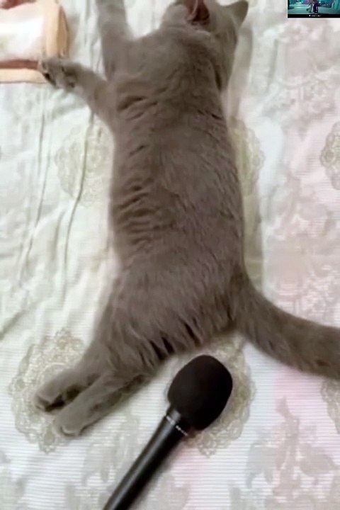 cats 😍😍😍😍😍😍😘😘funny