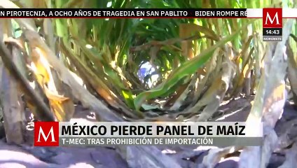 México pierde las siete disputas contra EU en panel por maíz transgénico del T-MEC