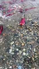 ,,,,,,How much colorful fishes,,,,,,