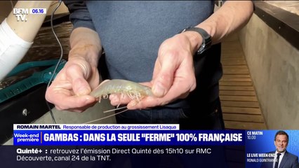 Au cœur d'une ferme 100% française qui élève des crevettes