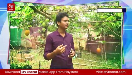 తెలుగు రాష్ట్రాల్లో గ్యాక్​ ఫ్రూట్​ సాగు