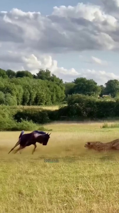 Video de humor, risas y diversión