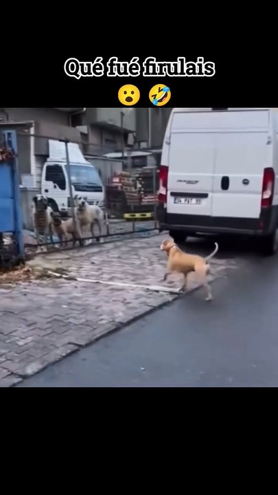 Video de humor, risas y diversión