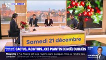 Cactus, jacinthes, poinsettia... Ces plantes de saison à offrir à Noël