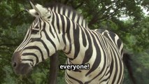 Surprise ! Zebras Don't Have Black Stripes ! Find Out Why -