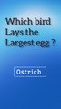 Which bird Lays small egg