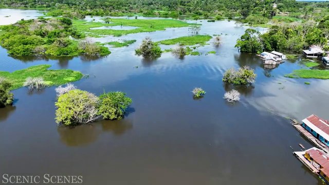 Amazon River 4k - Pink Dolphins In One Of The World’s Largest Rivers ｜ Scenic Relaxation Film