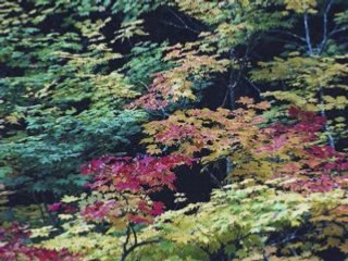 Everyday Is Earthday