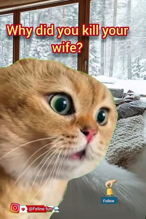 Funny cat videos 😂