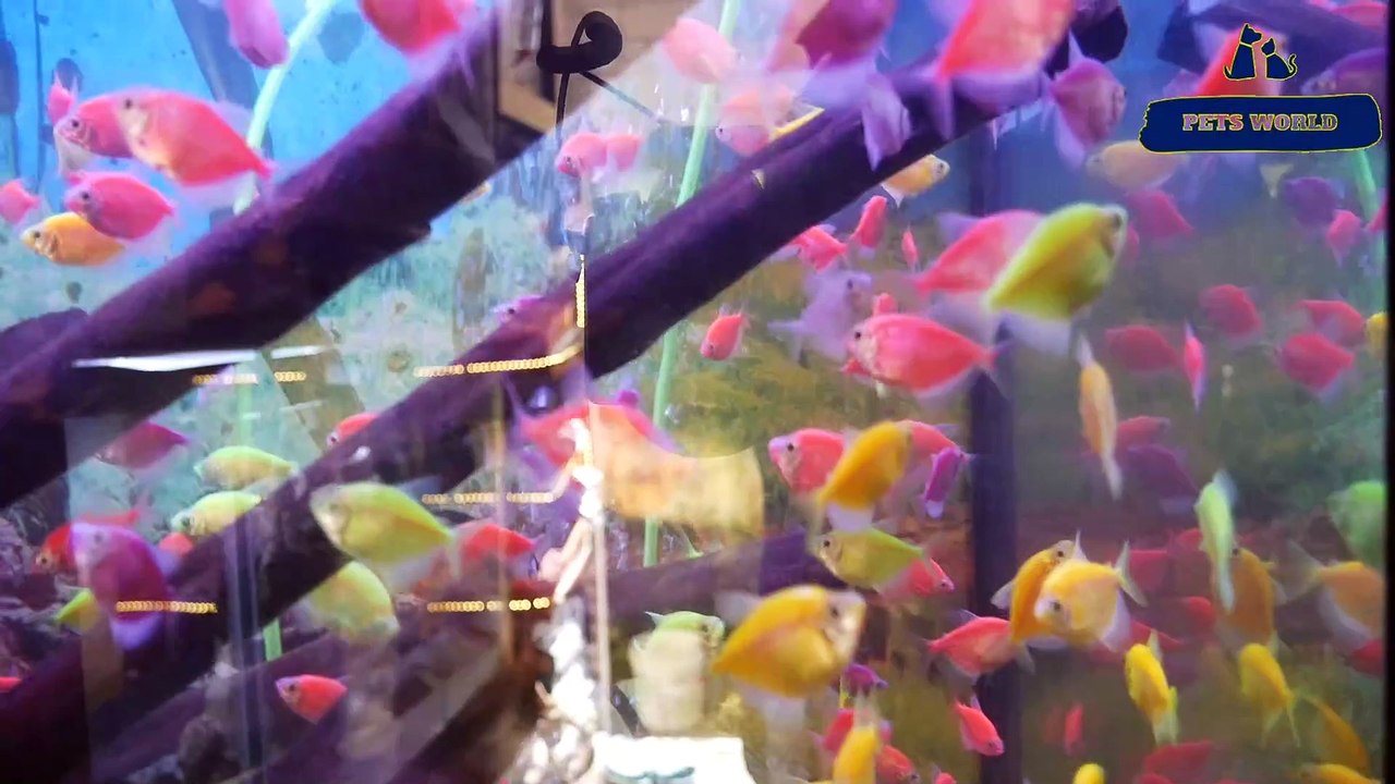 അലങ്കാര മത്സ്യങ്ങളുടെ കിടിലന്‍ കളക്ഷന്‍സ് | 80896 90746/ 98463 90746/ 0468 2964521