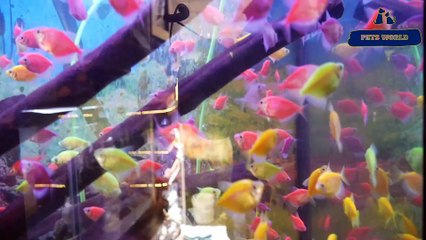 അലങ്കാര മത്സ്യങ്ങളുടെ കിടിലന്‍ കളക്ഷന്‍സ് | 80896 90746/ 98463 90746/ 0468 2964521