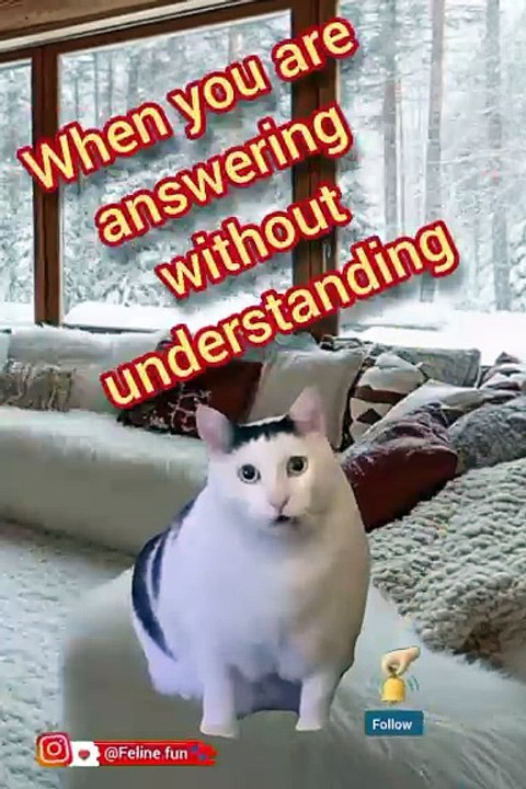 Funny cat videos 😂