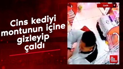 İzmir’de şaşırtan hırsızlık: Cins kediyi montunun içine gizleyip çaldı
