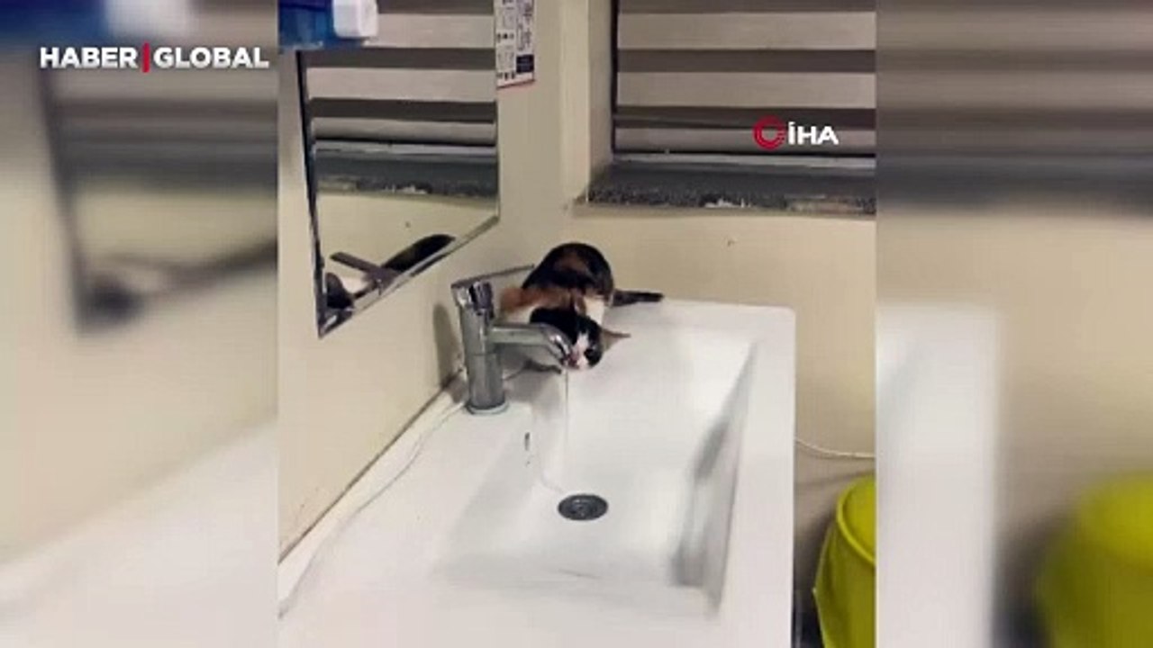 Susayan kedinin musluktan kana kana su içmesi kameraya yansıdı
