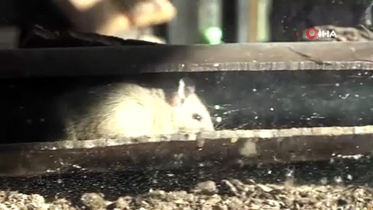 Anadolu dikenli fareleri için umut ışığı