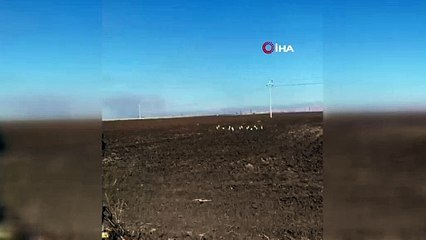 Mardin’de sürpriz misafirler