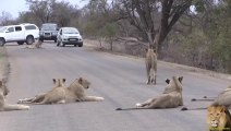 Largest Lion Pride Ever Blocking Road In Kruger Park