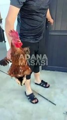 Adana’da horozun şaşırtan çığlığı olay oldu! 'Anne' deyince kesilmekten kurtuldu