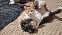 Heartwarming bond between rescued cat and dog as nightly kisses become their routine