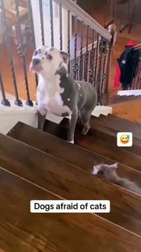 Kedilerden korkan köpekler gülmekten kırıp geçirdi!