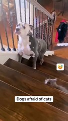 Kedilerden korkan köpekler gülmekten kırıp geçirdi!