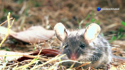 Farm Cat vs. Mischievous Dog: A Tale of Friendship