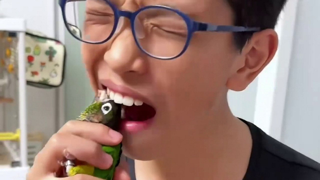 Bizarrer Moment: Junge zieht einem Papagei einen Zahn