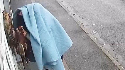 Bizarre moment man hangs dead birds on English street
