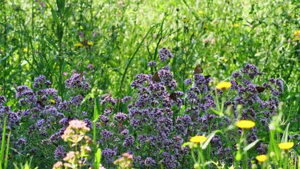 Ambient Relaxing Smooth music 1