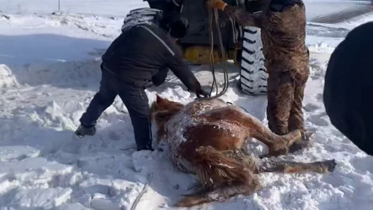 Helden retten trächtiges Pferd, das in einem Loch im Schnee feststeckt