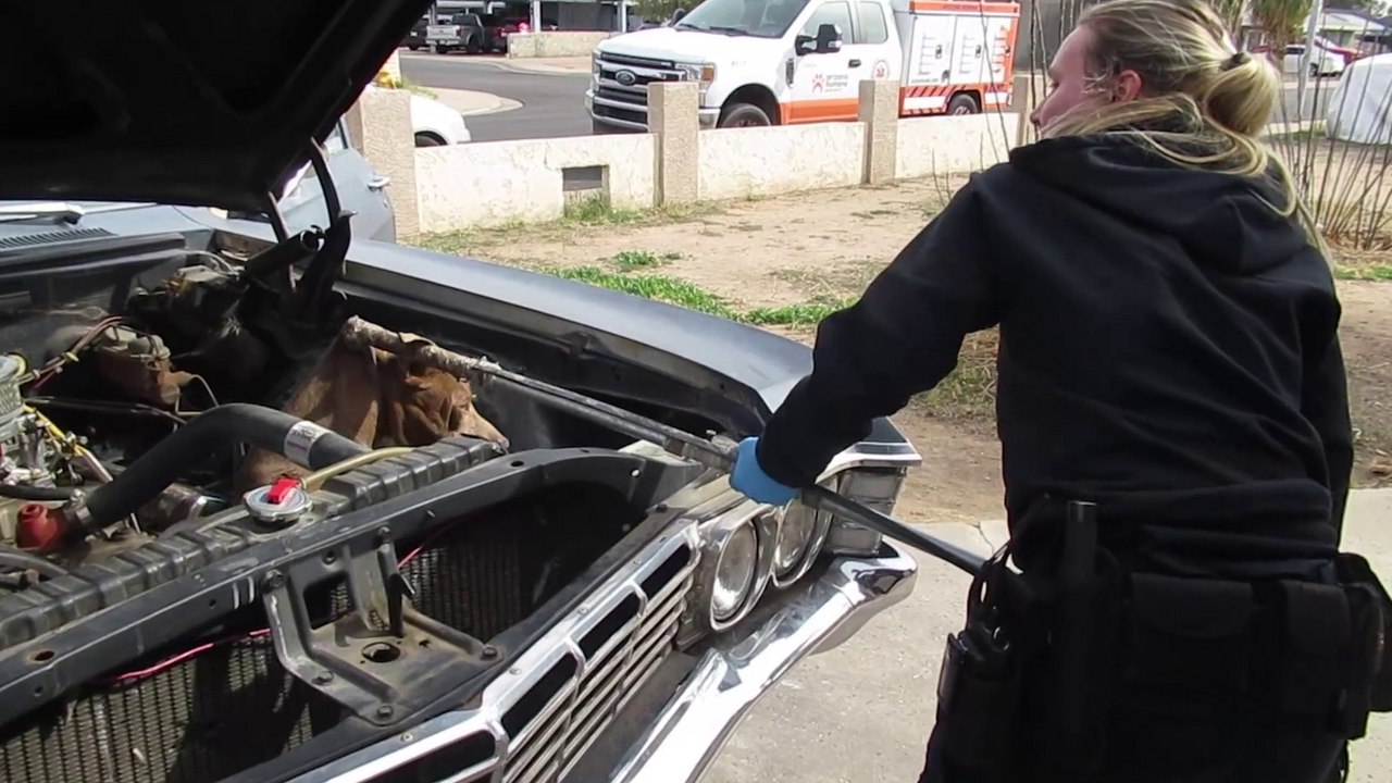 Hund gerettet, nachdem er im Automotor feststeckte