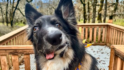 Liebenswerter Hund mit schiefem Gesicht im Vergleich zu Picassos Meisterwerk